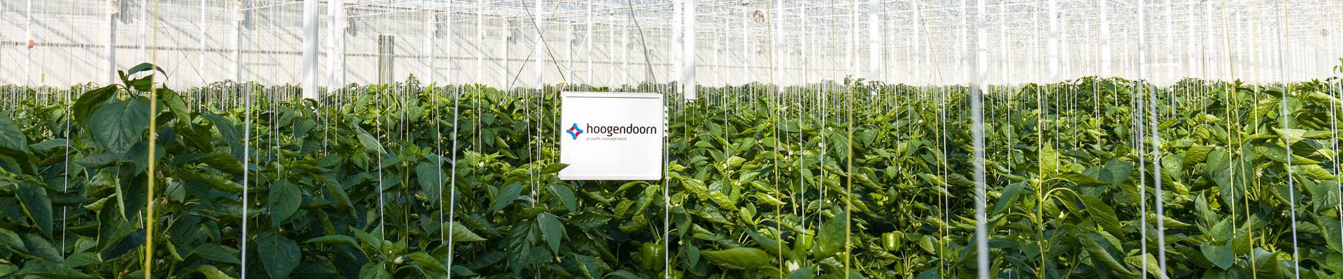 Hoogendoorn Asia